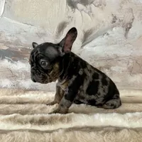 Male, Black Tri Merle, a male French Bulldog for sale in Houston, TX – Photo 6 of 7