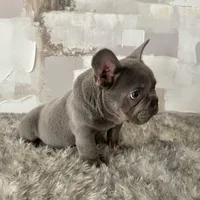 Male, Lilac and Tan, a male French Bulldog for sale in Houston, TX – Photo 4 of 6