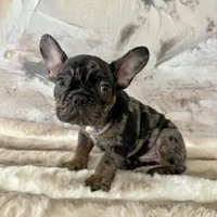 Male, Black Tri Merle, a male French Bulldog for sale in Houston, TX – 7 of 8