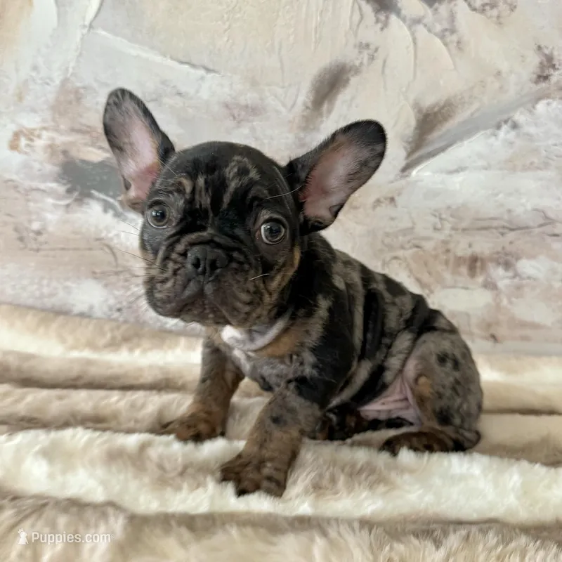 Male, Black Tri Merle – French Bulldog puppy for sale in Houston, TX