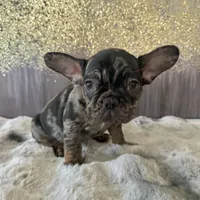Male, Black Tri Merle, a male French Bulldog for sale in Houston, TX – Photo 4 of 4