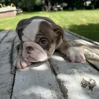 Male, Choco Tri, a male English Bulldog for sale in Houston, TX – 3 of 6