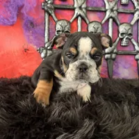 Male, Black Tri, a male English Bulldog for sale in Houston, TX – 6 of 7
