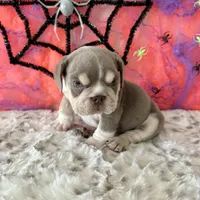 Male, Lilac Tri, a male English Bulldog for sale in Houston, TX – 6 of 9