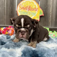 Male, Choco Tri, a male English Bulldog for sale in Houston, TX – 4 of 9