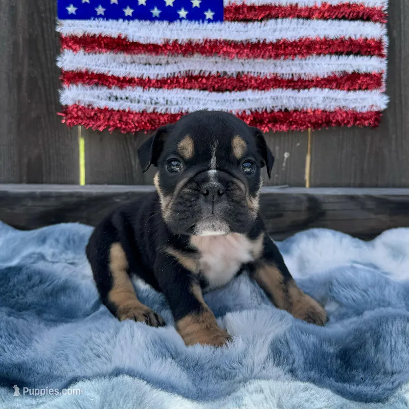 Female, Black Tri, a female English Bulldog for sale in Houston, TX – Photo 1 of 7