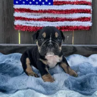 Female, Black Tri, a female English Bulldog for sale in Houston, TX – Photo 1 of 7