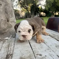 Female, Choco Tri, a female English Bulldog for sale in Houston, TX – Photo 3 of 8