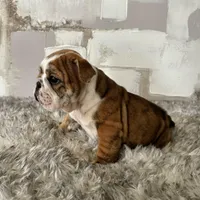 Female, Brindle, a female English Bulldog for sale in Houston, TX – Photo 4 of 8