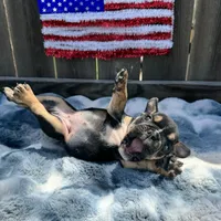 Female, Black Tri, a female English Bulldog for sale in Houston, TX – Photo 2 of 7
