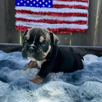 Female, Black Tri, a female English Bulldog for sale in Houston, TX – Photo 4 of 7