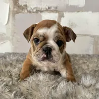 Female, Brindle, a female English Bulldog for sale in Houston, TX – Photo 7 of 8