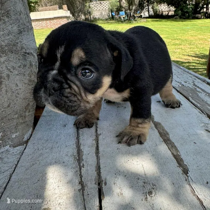 Female, Black Tri – English Bulldog puppy for sale in Houston, TX