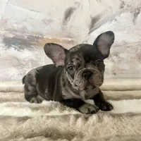 Male, Black Tri Merle, a male French Bulldog for sale in Houston, TX – Photo 1 of 7