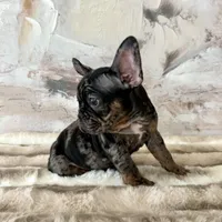 Male, Black Tri Merle, a male French Bulldog for sale in Houston, TX – Photo 5 of 6