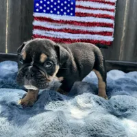 Female, Black Tri, a female English Bulldog for sale in Houston, TX – Photo 6 of 7