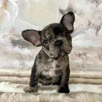 Male, Black Tri Merle, a male French Bulldog for sale in Houston, TX – Photo 6 of 7