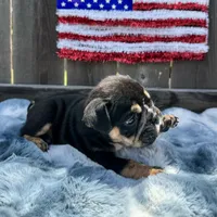 Female, Black Tri, a female English Bulldog for sale in Houston, TX – Photo 5 of 7