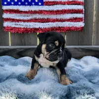 Female, Black Tri, a female English Bulldog for sale in Houston, TX – Photo 7 of 7