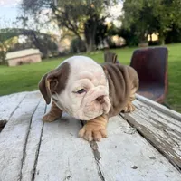 Female, Choco Tri, a female English Bulldog for sale in Houston, TX – Photo 6 of 8