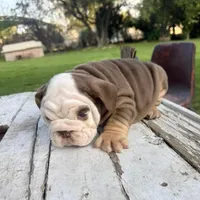 Female, Choco Tri, a female English Bulldog for sale in Houston, TX – Photo 7 of 8