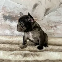 Male, Black Tri Merle, a male French Bulldog for sale in Houston, TX – Photo 2 of 7