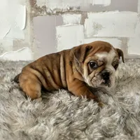 Female, Brindle, a female English Bulldog for sale in Houston, TX – Photo 5 of 8