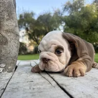 Female, Choco Tri, a female English Bulldog for sale in Houston, TX – Photo 4 of 8