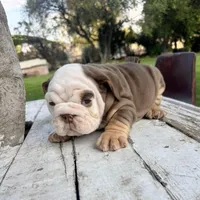 Female, Choco Tri, a female English Bulldog for sale in Houston, TX – Photo 1 of 8