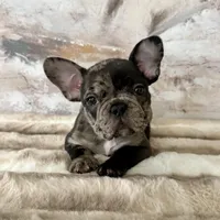 Male, Black Tri Merle, a male French Bulldog for sale in Houston, TX – Photo 4 of 7
