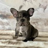 Male, Black Tri Merle, a male French Bulldog for sale in Houston, TX – Photo 3 of 7