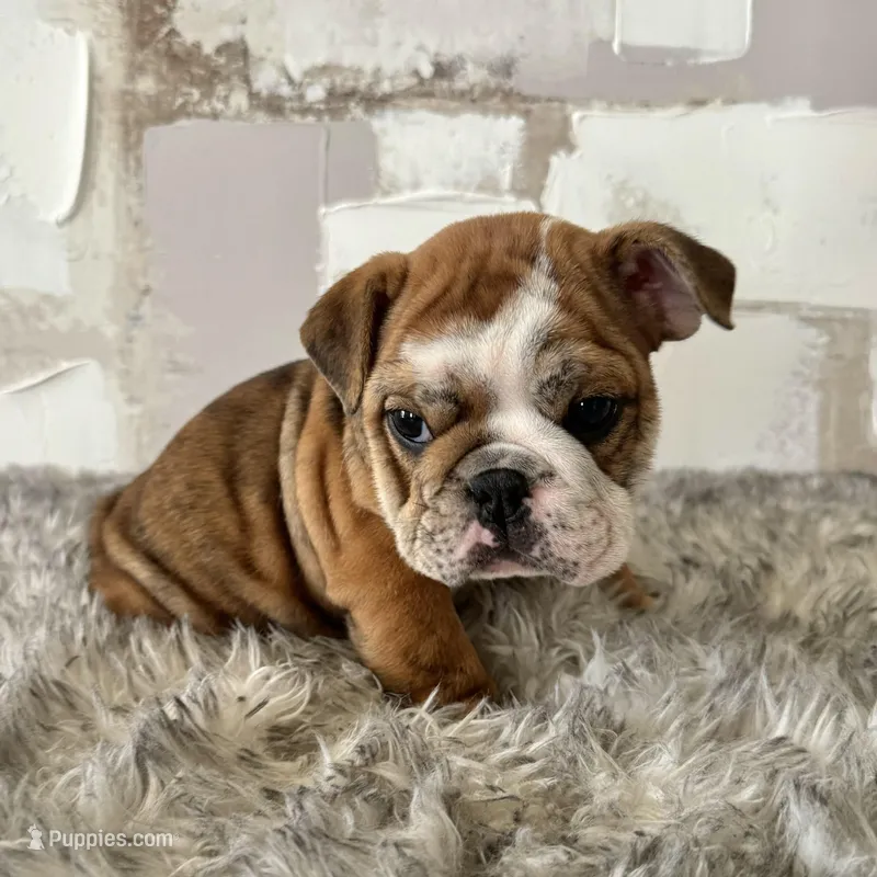 Female, Brindle – English Bulldog puppy for sale in Houston, TX