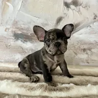 Male, Black Tri Merle, a male French Bulldog for sale in Houston, TX – Photo 7 of 7
