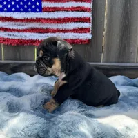 Female, Black Tri, a female English Bulldog for sale in Houston, TX – Photo 3 of 7
