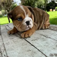 Male, Fawn Merle, a male English Bulldog for sale in Houston, TX – 3 of 5