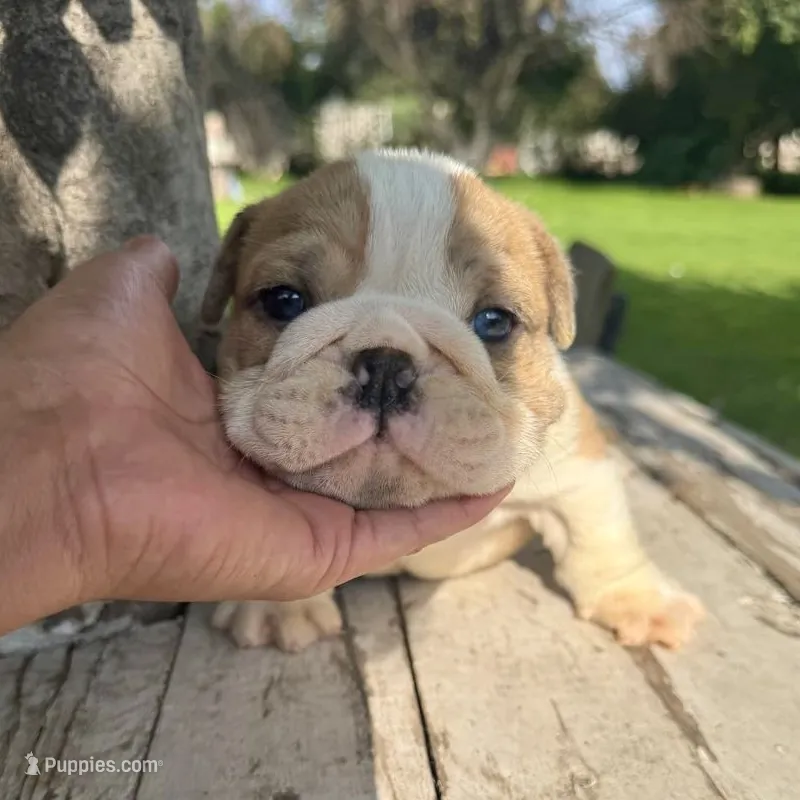 Male, Fawn and White – English Bulldog puppy for sale in Houston, TX