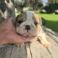 Male, Fawn and White, a male English Bulldog for sale in Houston, TX – 1 of 4