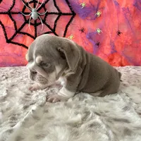 Male, Lilac Tri, a male English Bulldog for sale in Houston, TX – 7 of 9
