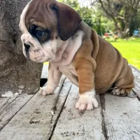Male, Fawn Tri, a male English Bulldog for sale in Houston, TX – 3 of 7