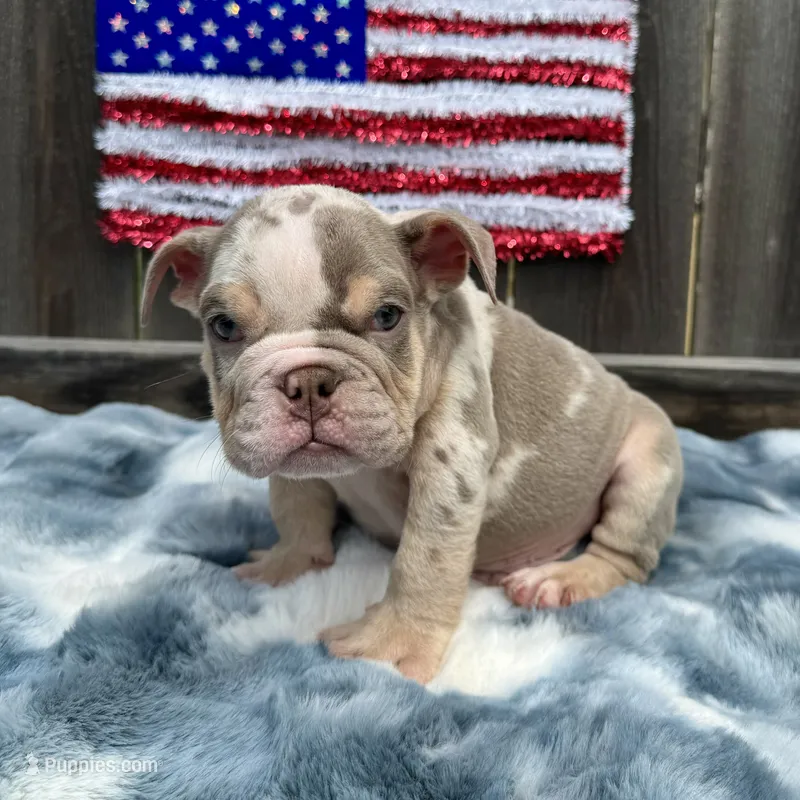Male, Lilac Tri Merleee – English Bulldog puppy for sale in Houston, TX