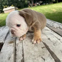 Female, Choco Tri, a female English Bulldog for sale in Houston, TX – 2 of 6