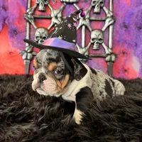 Female, Black Tri Merle, a female English Bulldog for sale in Houston, TX – 1 of 6