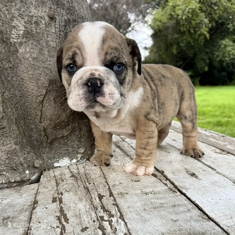 Male, Brindle – English Bulldog puppy for sale in Houston, TX
