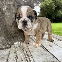 Male, Brindle, a male English Bulldog for sale in Houston, TX – 1 of 8