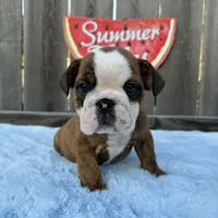 Male, Brindle, a male English Bulldog for sale in Houston, TX – 9 of 9