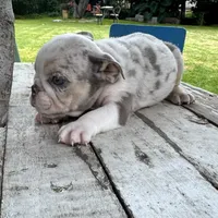 Male, Lilac Tri Merle , a male English Bulldog for sale in Houston, TX – 3 of 5