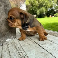 Male, red, a male English Bulldog for sale in Houston, TX – 5 of 8