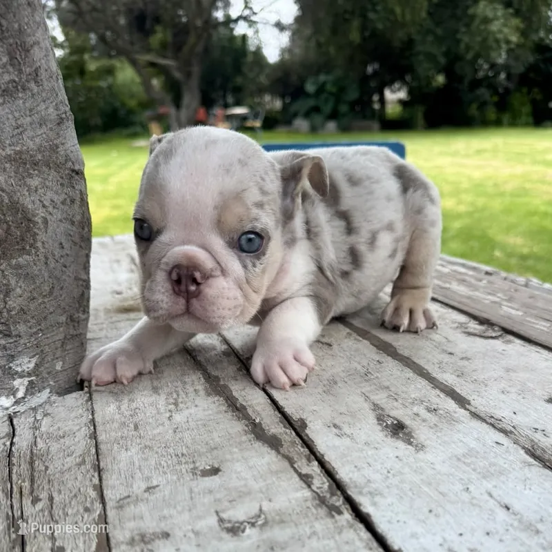 Male, Lilac Tri Merle  – English Bulldog puppy for sale in Houston, TX