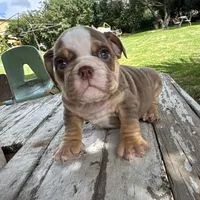Male, Choco Tri, a male English Bulldog for sale in Houston, TX – 2 of 6