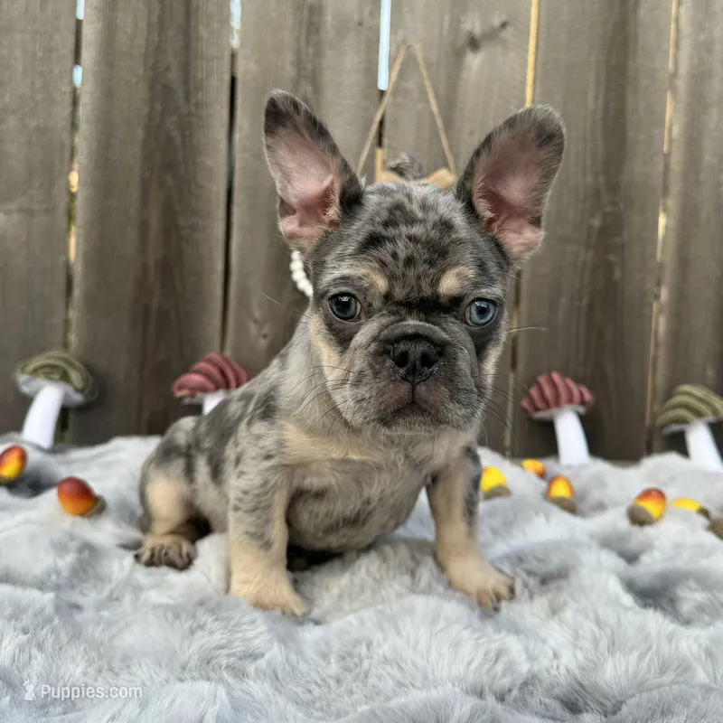 Male, Blue Tri Merleee – French Bulldog puppy for sale in Houston, TX